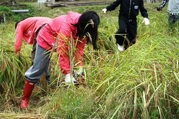 稲を左手で抑えて刈る女子生徒達