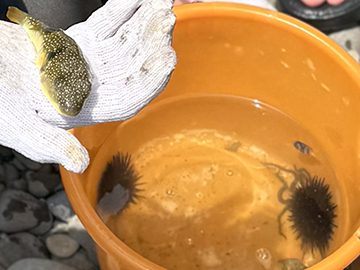 黄土色のバケツにウニ2つと手のひらに乗せた小さなフグ