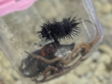 プラケースにいる3つの生き物