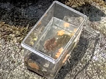 小さなプラケースにいる複数の生き物達